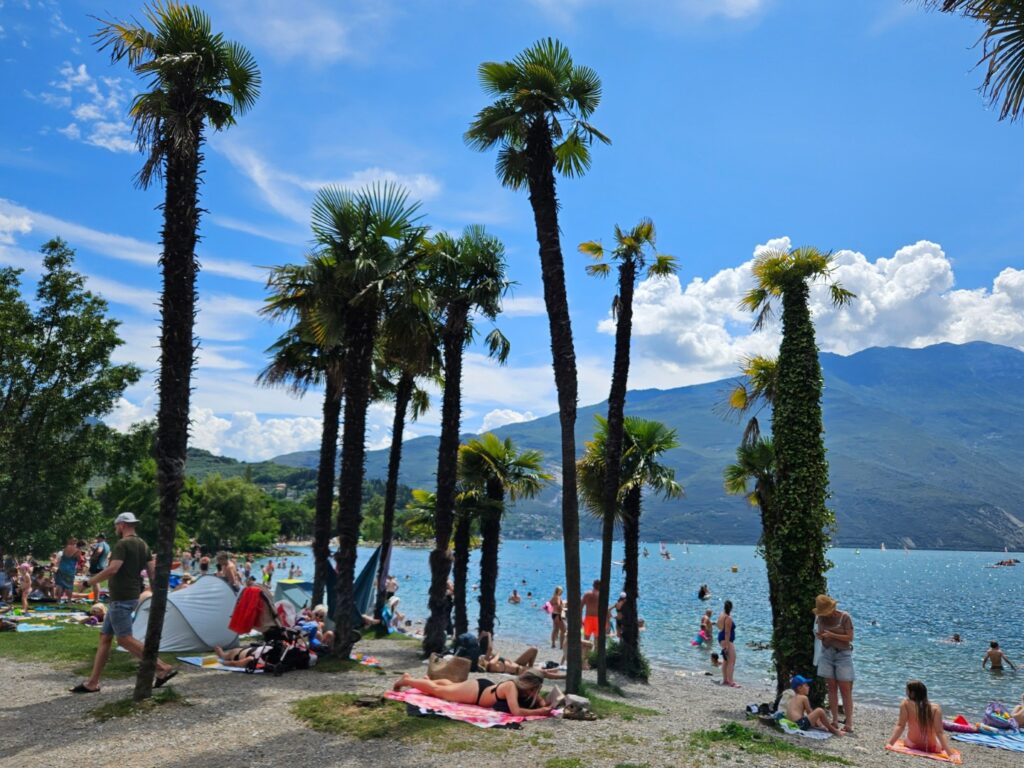 zdjęcie plaży z palmami