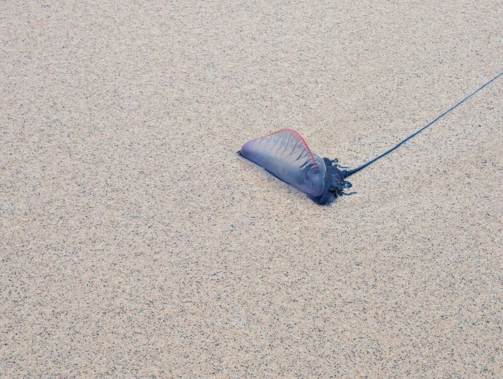 Fioletowy żeglarz portugalski leżący na piasku na plaży wyspy Sal