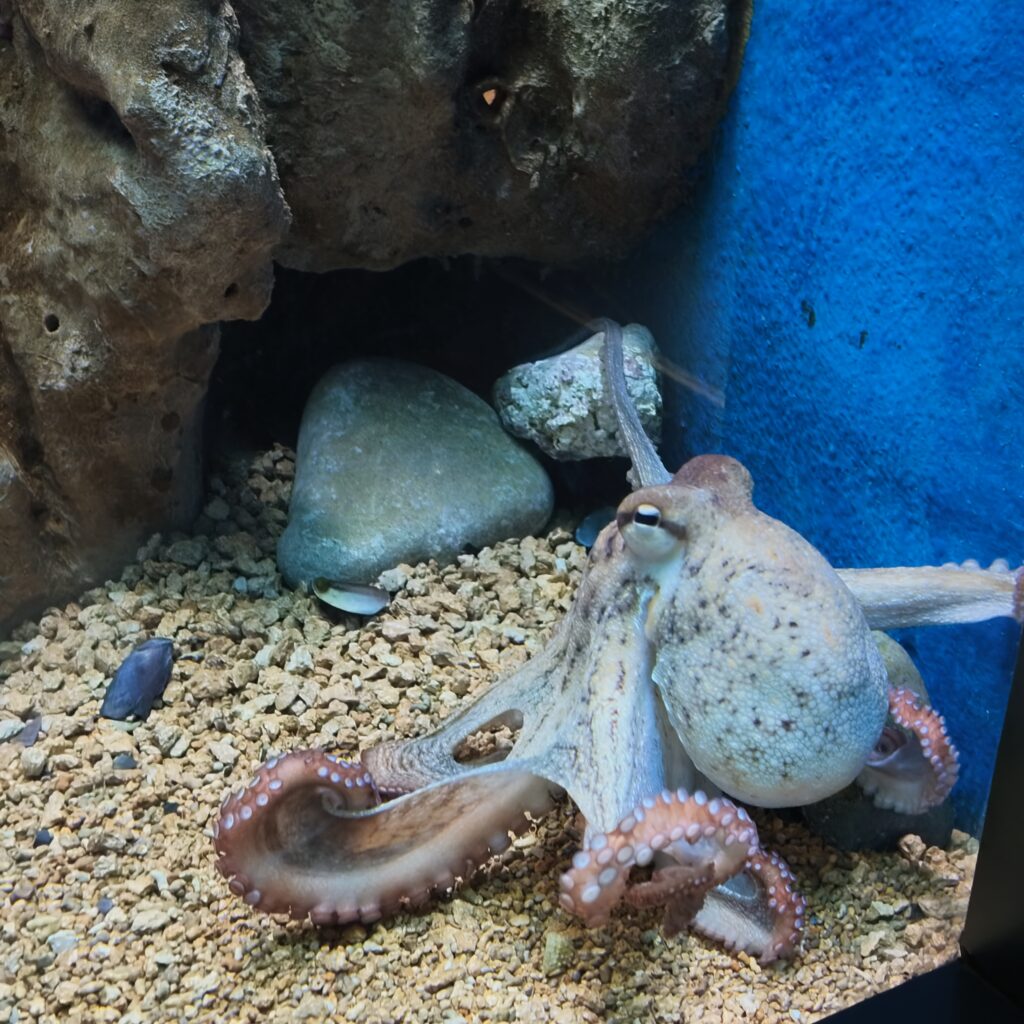 Duża ośmiornica na żwirowym dnie zbiornika w Cretaquarium